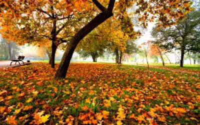 Parcul Rozelor
