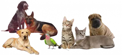 Multivet