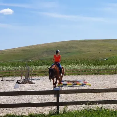 TSH Stables